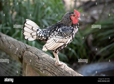 The Sebright Bantam Chicken Has White Feathers Edged With Black And A