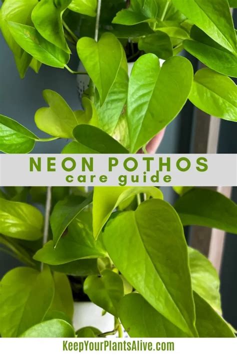 The Complete Neon Pothos Care Guide Keep Your Plants Alive