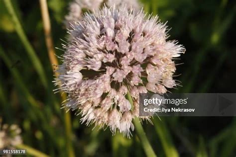 myriad stock  high res pictures  images getty images