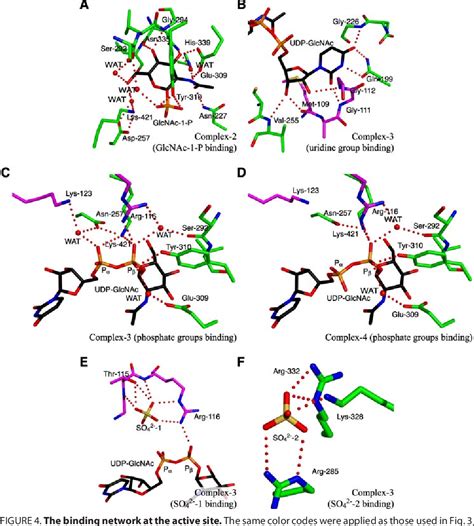 Figure 4 From Crystal Structure Of Uridine Diphospho N