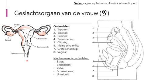 Voortplanting Geslachtsorganen En De Menstruatie Cyclus HAVO VWO2