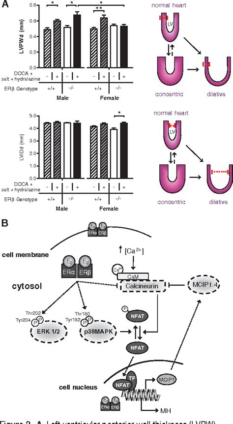 Sex And Sex Hormonedependent Cardiovascular Stress Responses