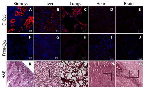 Biodistribution Of Fluorescently Labeled Dendrimers In Neonatal Rabbits