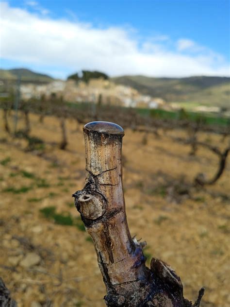 La viña en primavera qué es el lloro de la vid Bodega Eslava