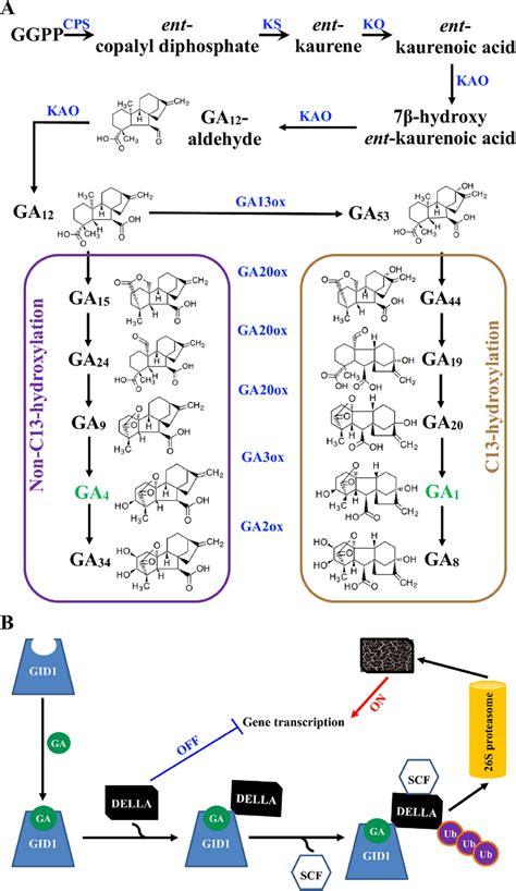 Ga Biosynthesis Metabolism And Signaling In Higher Plants A Gas Are