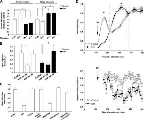 Nox1 Dependent Ros Production Controls The Directionality Of Cell Download Scientific Diagram