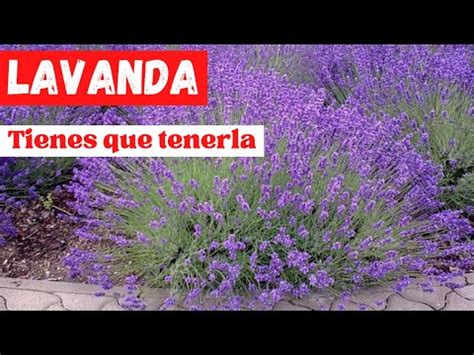 Guía completa para plantar lavanda en tu jardín JardinAlegre