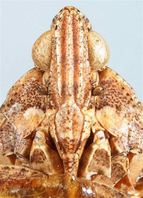 Genus Orgerius Stål, 1859 – Planthoppers of North America