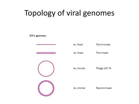 Ppt Virus Structure Genome Powerpoint Presentation Free Download