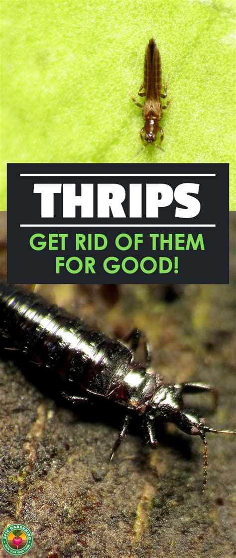 Thrips How To Identify And Get Rid Of Thrips Asap Epic Gardening