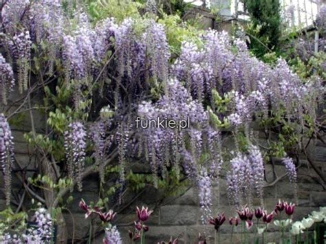 Wisterie Glicynia Wisteria Kwiecista Ludwik Lawin Sadz 75 80cm