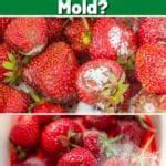 How Fast Do Strawberries Mold Strawberry Plants