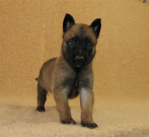 Chiots Bergers Malinois Lof R Server Uncompagnon Fr