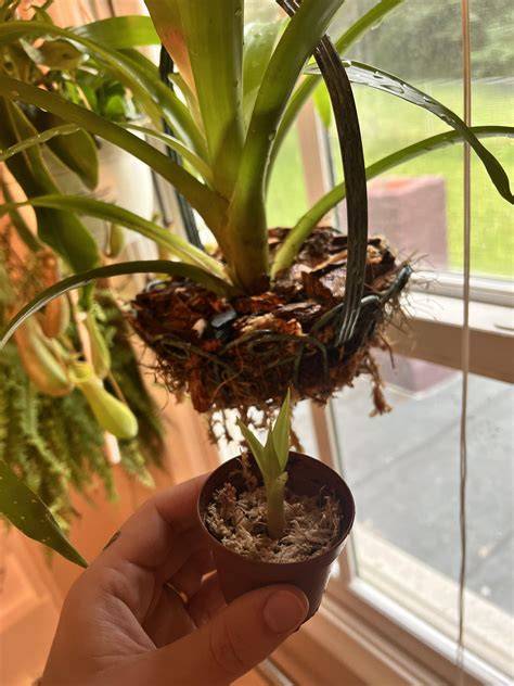My bromeliad started producing pups! : r/houseplantpropping