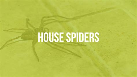 House Spiders Nova Pest Control