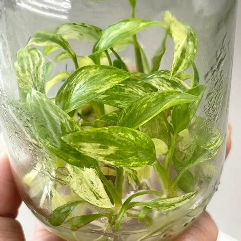 Tissue Culture Homalomena Rubescens Mint Variegated 10 Plants Glass Jar