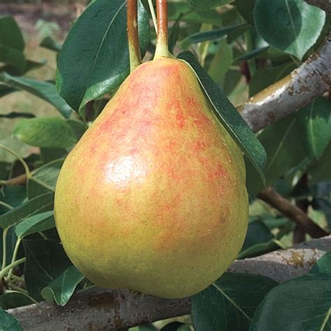 Moonglow Pear | Gurney's Seed & Nursery Co.