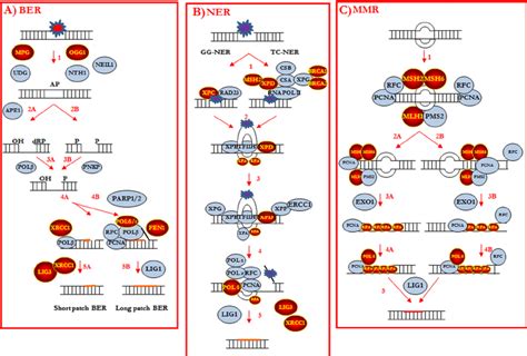 The Ssb Repair Pathways A Thorough Description Of The Signaling