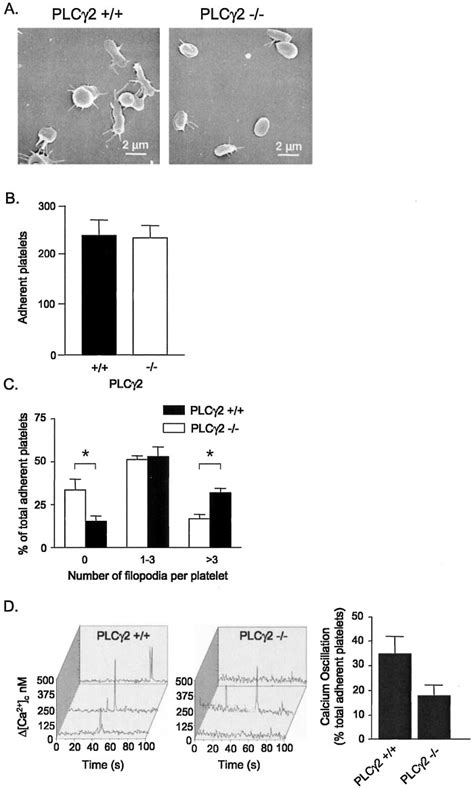 Plc2 Deficient Mouse Platelets Have Partial Defects In Gpib Induced Download Scientific Diagram