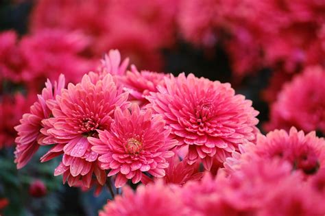 Chrysanthème Fleurs Plantes Photo gratuite sur Pixabay Pixabay