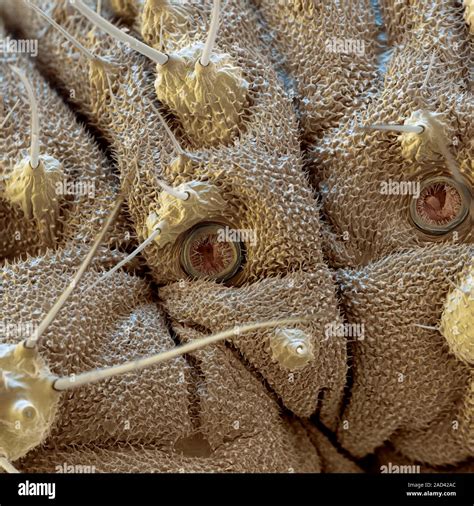 Common Green Lacewing Chrysoperla Carnea Larva Coloured Scanning