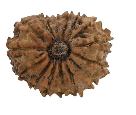 Buy Adi Jewels Mukhi Rudraksha Natural Nepali Beads With Capping