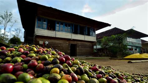 Foto 3 Minuman Kopi Khas Lampung Yang Populer Dan Wajib Dicoba