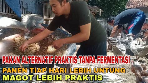 Magot Pakan Entok Praktis Dan Gratis Sukses Ternak Entok Youtube