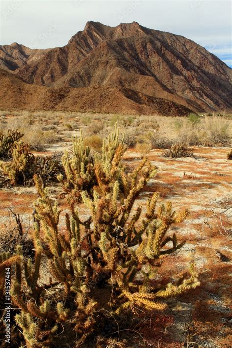 Anza-Borrego Morning Stock Photo | Adobe Stock