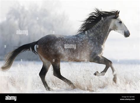 Dapple Grey Horse Running