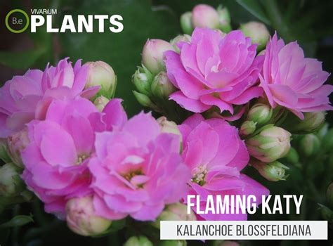 Kalanchoe Blossfeldiana Flaming Katy Succulent Care Guide