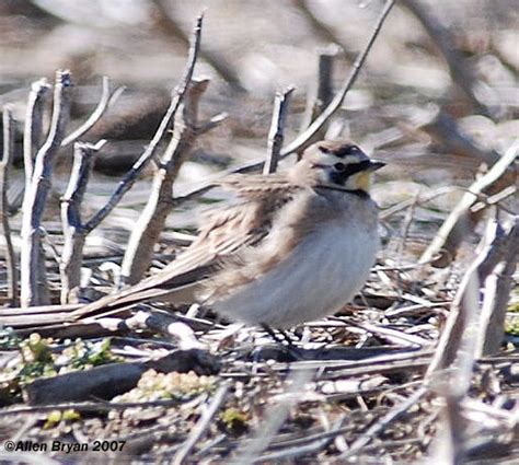 Horned Lark