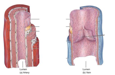 Anatomy Of Blood Vessels Diagram Quizlet