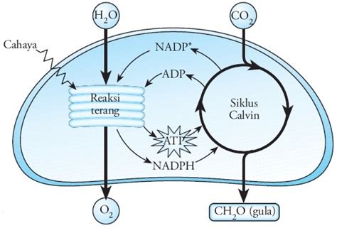 Proses Fotosintesis Pada Tumbuhan Reaksi Terang Dan Gelap