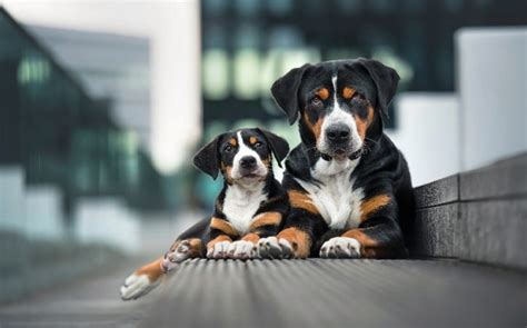 Entlebucher Mountain Puppies Behavior and Characteristics in Different ...