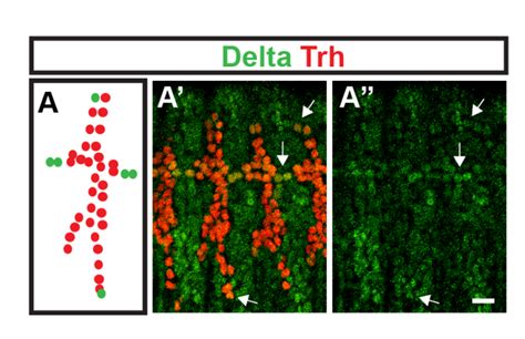 1: Delta is expressed in fusion cells and ganglionic branches of the ...