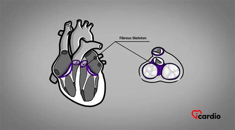 The Fibrous Skeleton of the Heart – Icardio