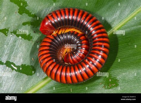 African Giant Millipede