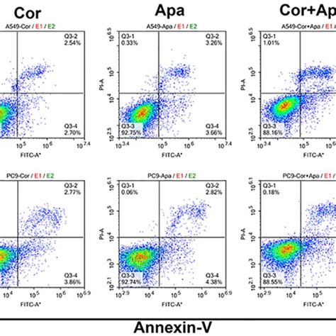 The Proliferation Inhibitory Effect Of Cordycepin Apatinib And Their