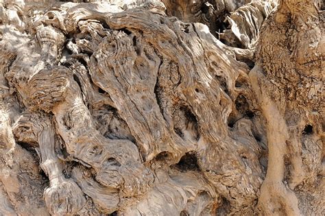 Olivenbaum Holz Rinde Kostenloses Foto Auf Pixabay Pixabay