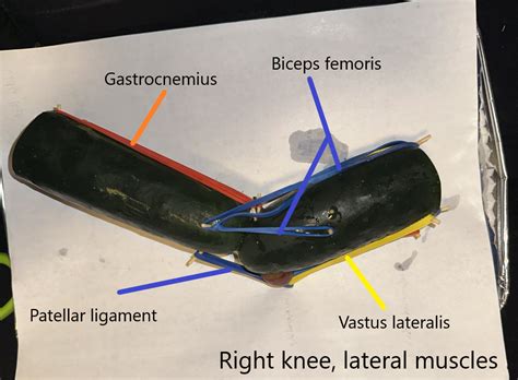 Muscles of the Knee Joint – Human STEAM