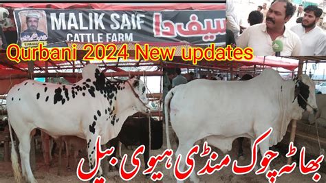 Bhatta Chowk Mandi New Updates Qurbani K Janwar Qurbani Goat For