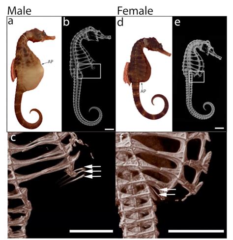 Seahorse fathers give birth in a unique way, new research shows