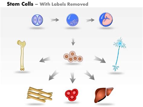 0814 Pluripotent Embryonic Stem Cells Originate As Inner Cell Mass ...