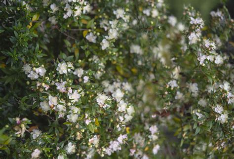 How To Grow And Care For Myrtus Communis