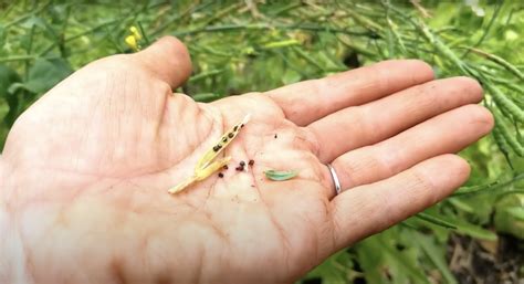How To Harvest Seeds From Bolted Lettuce — Kpc Buddhist Relief