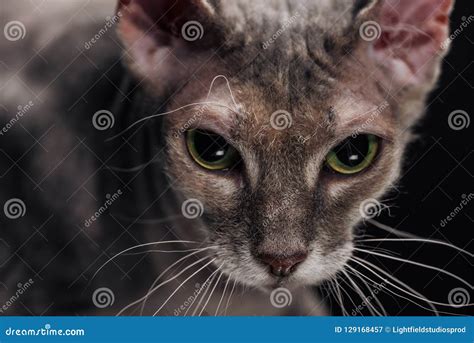 Close Up of Domestic Grey Sphynx Cat Stock Image - Image of pedigreed ...