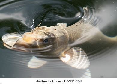 33 Ghost carp Images, Stock Photos & Vectors | Shutterstock