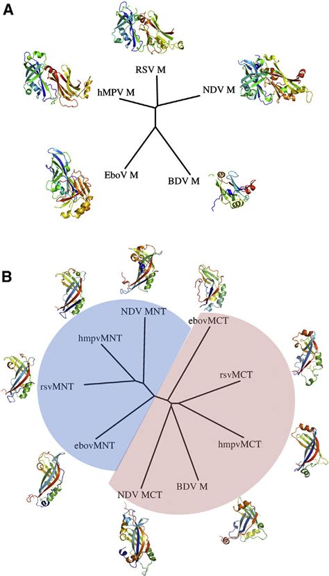 Structural Alignments And Evolutionary Relationships Between M Proteins Download Scientific