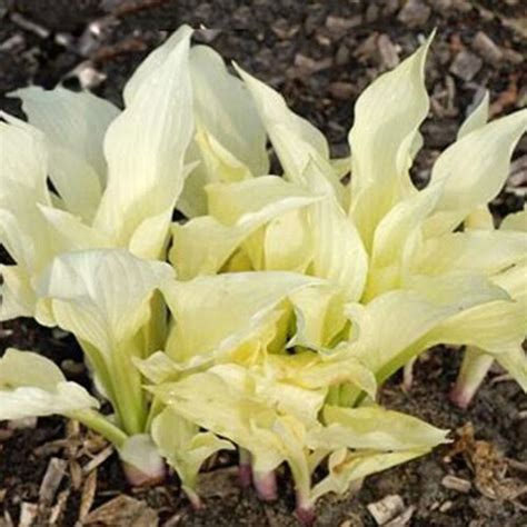 20pcs Hosta Plantaginea Fragrant Plantain Seeds Fire and Ice - Etsy